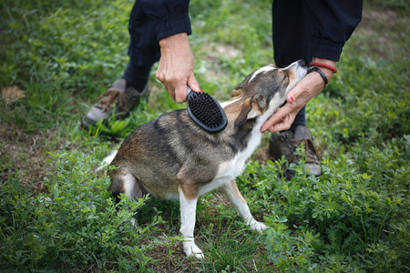 Owner grooming his dog at the park.の写真素材