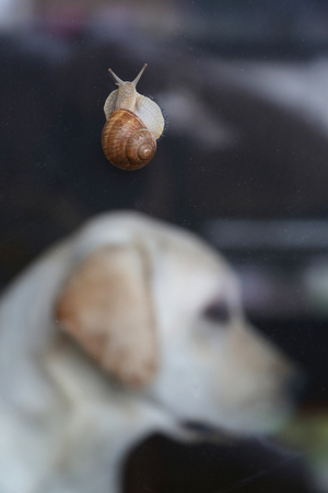 Snail climbing up on the window. Labrador retriever in the background.の写真素材