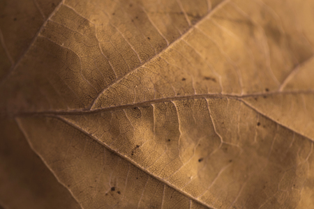 Macro shot of surface of withered fallen leaf in autumn. Seasons concept.の写真素材