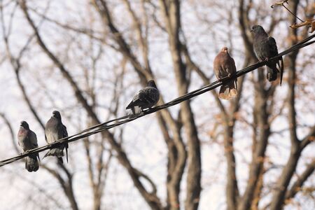 Pigeons resting on telephone pole cable in row. Environment concept.の写真素材