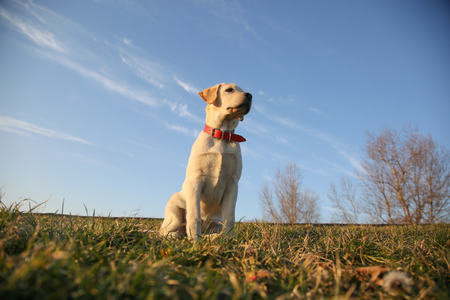 Labrador retriever with red collar sitting on grass field. Canine concept.の写真素材