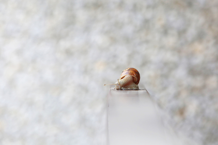 Snail on terrace fence in urban are.の写真素材