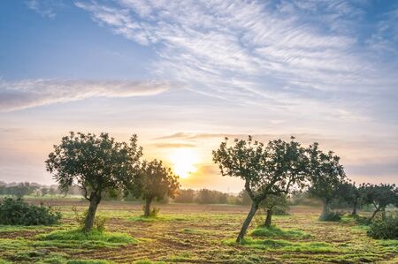 Sunrise with sun and fog inside the island of Mallorca (Spain). Carob cultivationの写真素材