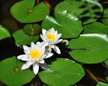 White flower water lilies in a pond on a sunny day Palma de Mallorca, Spainの写真素材