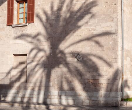 Shadow of a palm tree projected on a historical building at sunsetの写真素材