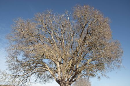 Lledoner, typical tree of the village of MontuÃ¯ri, island of Mallorca, Spain