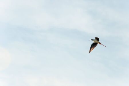 Stork (Himantopus himantopus) flying at sunset. Colonia de Sant Jordi, Mallorca island, Spainの写真素材