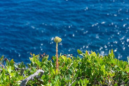 Mediterranean wild plants, with the Mediterranean Sea in the background. Unfocused backgroundの写真素材