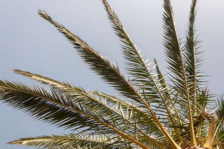 Summertime palm leaves. Natural background image