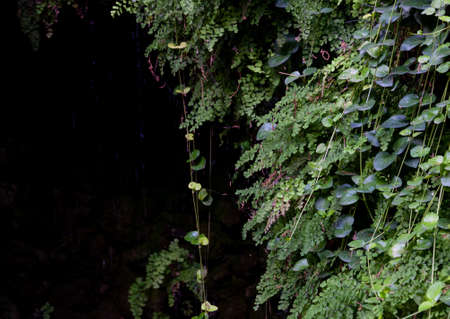 Green leaf vines with black space for text. Background image