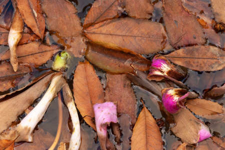 Brown leaves and purple flowers on a pond of water. Autumn background imageの写真素材