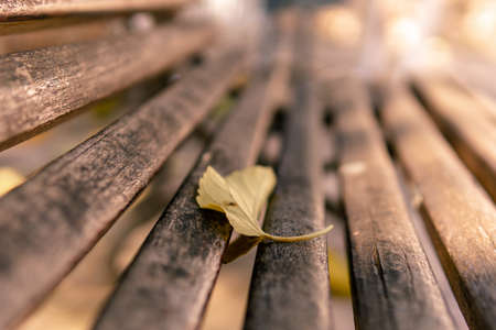 Autumn leaf on a public wooden blench. Unfocused background of a public park