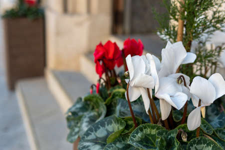 Typical red and white Christmas flowers at the entrance of a building. Background of the image out of focusの写真素材