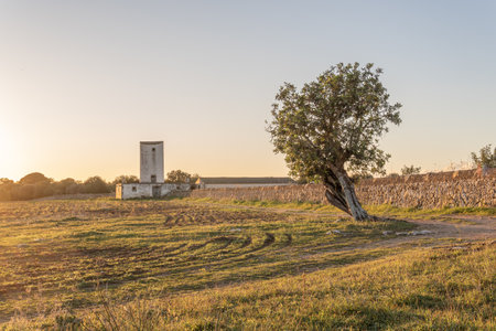 Mill and rustic house at dawn on a plot of land in the interior of the island of Mallorca, Spainの写真素材