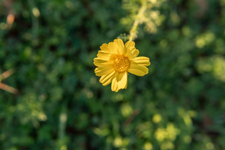 Close-up of a daisy flower on a green nature background. Spain
