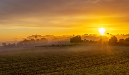 Sunrise with fog in a field with carob trees in the interior of the island of Mallorca, Spainの写真素材