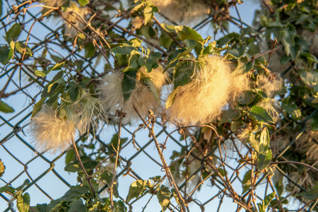 Plant Clematis vitalba L. at sunset on the island of Mallorca, Spainの写真素材