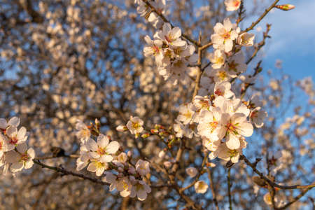 Close-up of almond blossoms (Prunus dulcis) on a sunny day. Out-of-focus background