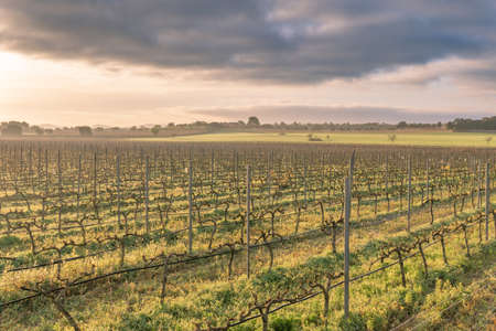 Sunrise in a vineyard field during winter in the interior of the island of Mallorca, Spainの写真素材