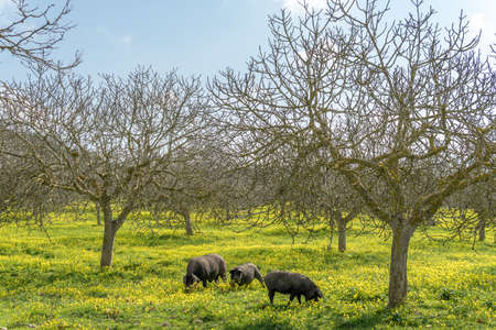 Mallorcan black pigs eating yellow wildflowers in a fig tree on a sunny winter day. Island of Mallorca, Spainの写真素材