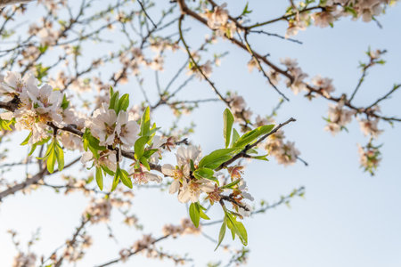 Close-up of almond blossoms (Prunus dulcis) on a sunny day. Out-of-focus backgroundの写真素材