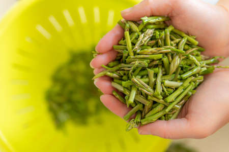 A hand of an adult person with wild green asparagus (Asparagus officinallis) on a green out-of-focus...