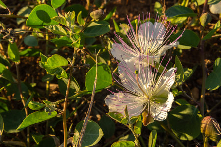 Close-up of the flower of the Caper plant, Capparis spinosa, at sunset. Island of Mallorca, Spainの写真素材