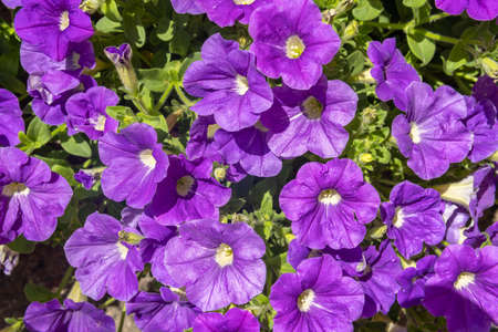 Close-up of a pink Petunia plant, Petunia violacea Lindl. Mediterranean floral background imageの写真素材