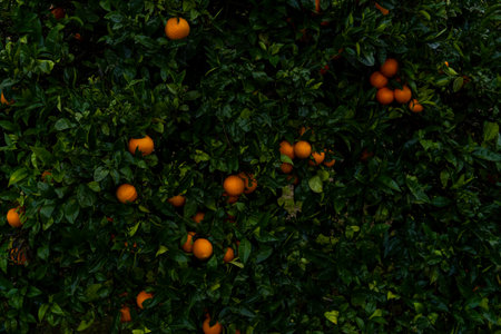 Oranges on an orange tree after an autumn rainstorm, in the interior of the island of Mallorca, Spainの写真素材