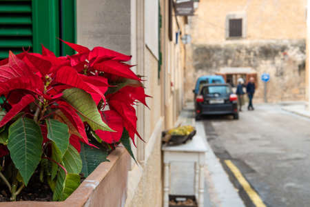 Close-up of an Easter plant or Poinsettia, Euphorbia pulcherrima, outside a window with green...