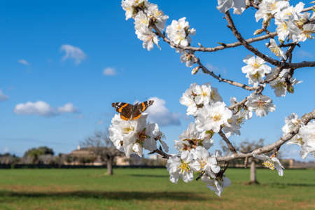 Close-up of white blossoms of an almond tree, Prunus dulcis, with a queen butterfly, Danaus gilippus, perched on its flowers at dawn on a sunny day. Island of Majorca, Spainの写真素材