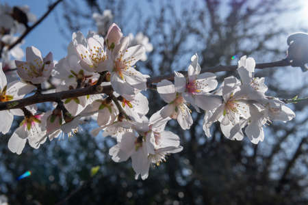 Close-up of white blossoms of an almond tree, Prunus dulcis, at dawn on a sunny day. Island of...