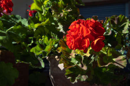 Close-up of the red flowers of a geranium, in an urban setting. urban gardensの写真素材