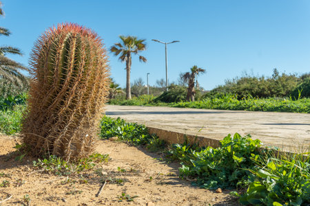 Close-up of a cactus on the promenade of the Mallorca town of Colonia de Sant Jordi, Spainの写真素材