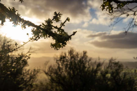 Landscape of the interior of the island of Mallorca on a sunny winter morning, Spain