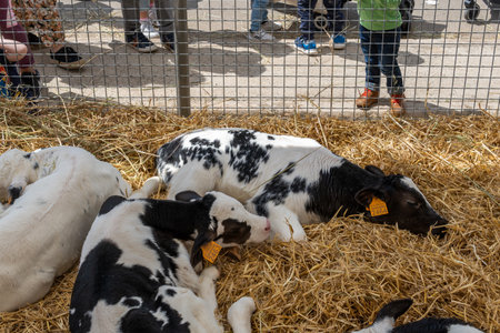 Campos, Spain; May 07 2022: Annual Friesian cow fair in the Majorcan town of Campos, Spain. Exhibition of cows in the streetのeditorial素材