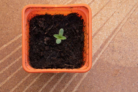 Close-up of a marijuana plant, Cannabis sativa, in a state of germination in an urban garden for self-consumptionの写真素材