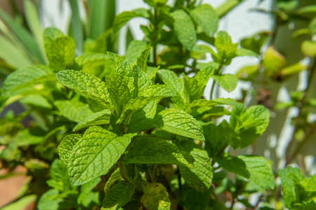 Close-up of leaves of the mint plant, Mentha spicata
