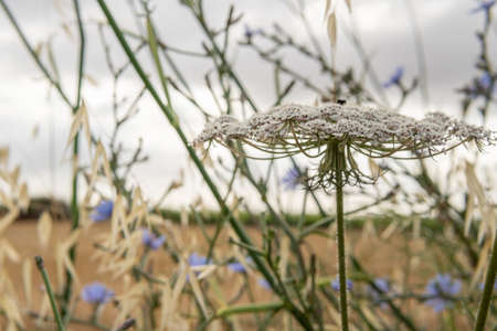 Close-up of a wild carrot flower, Daucus carota, at dawn in a field in the interior of the island of...