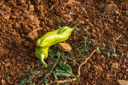 Close-up of a bell pepper plantation, Capsicum annuum, with green peppers ready for harvesting. Island of Majorca, Spainの写真素材