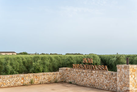 Felanitx, Spain; july 02 2022: General view of Son Mesquida cultivated olive trees, Olea europaea, on the island of Mallorca, Spainのeditorial素材