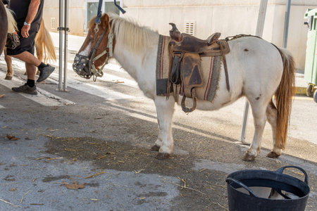Annual paprika fair, held in the Majorcan town of Felanitx, Spain. Tethered pony for rides with childrenの写真素材