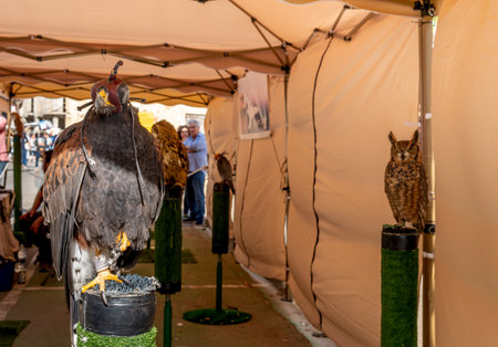 Annual autumn farm animal exhibition fair in the Majorcan town of Porreres, Spain. Exhibition of Mallorcan falcons with hoods over their eyesの写真素材