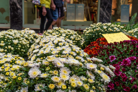 Close-up of white chrysanthenum flowers, Chrysanthenum indicum, displayed on the street for sale. Inca, island of Majorca, Spainの写真素材