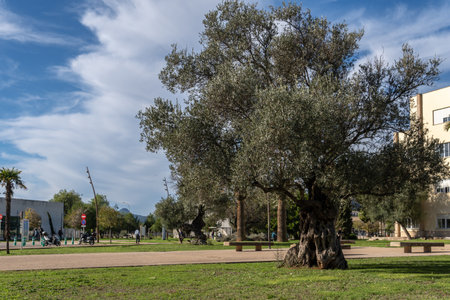 Palma de Mallorca, Spain; december 15 2022: Large mediterranean olive tree on the campus of the University of the Balearic Islands, Uib, on a sunny morning. Island of Majorca, Spainのeditorial素材
