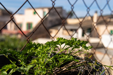 Close-up of a parsley plant, Petroselinum crispum, in a small pot on a sunny dayの写真素材