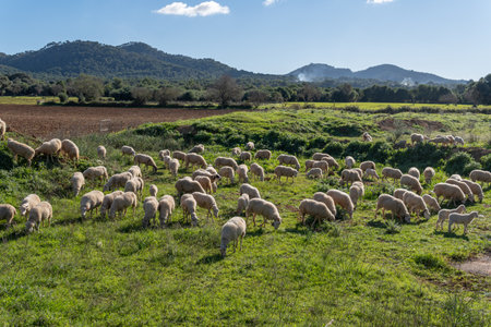 Flock of sheep grazing in a green meadow on the island of Majorca on a sunny winter morning. spainの写真素材