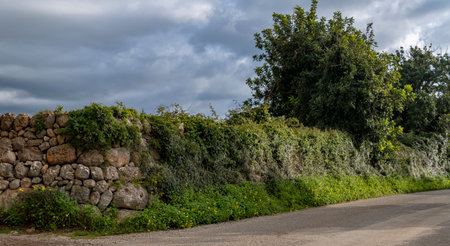 Dry stone wall typical of the island of Mallorca called marge, with plants and winter wild flowers, Spainの写真素材