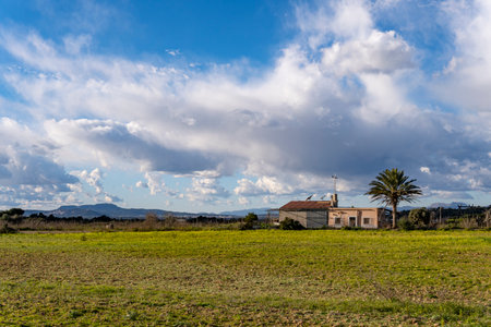 Abandoned rural house in a state of ruin, in a field of yellow grasses and yellow wildflowers. Island of Majorca, Spainの写真素材