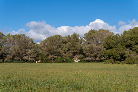 Sa Coma, Spain; February 17 2023: Tourists hiking on horseback through a Mediterranean forest, in the Mallorcan town of Sa Coma at sunrise. Island of Majorca, Spainのeditorial素材
